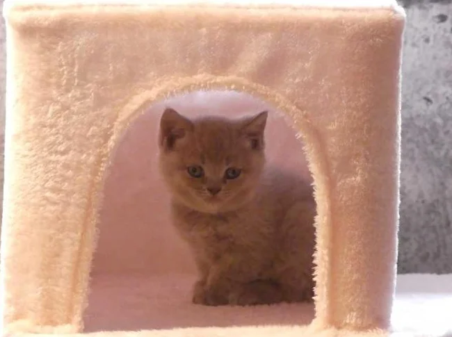 British Shorthair bébés thumbnail 3