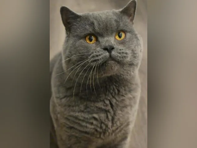 British Shorthair bébés thumbnail 9