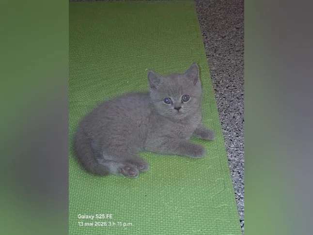 British Shorthair bébés thumbnail 7