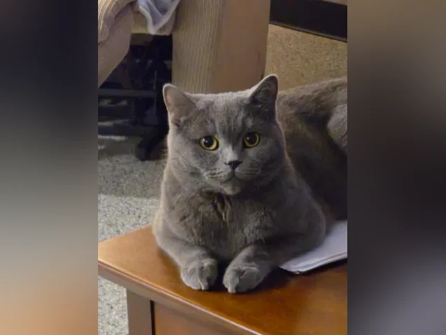 British Shorthair bébés thumbnail 8