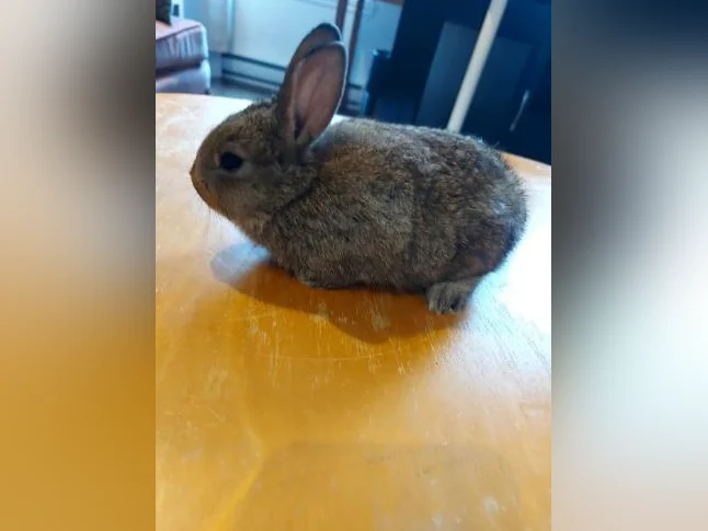 Bébe lapin nain (Rex) thumbnail 3