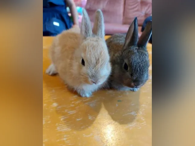 Bébe lapin nain (Rex)