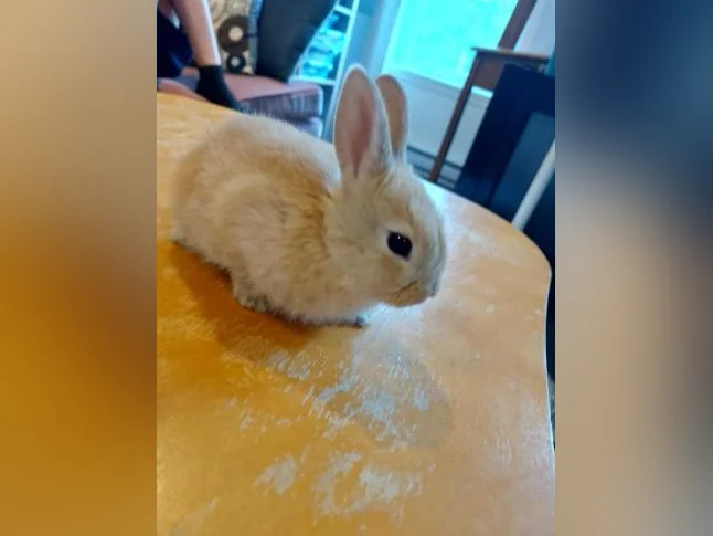 Bébe lapin nain (Rex) thumbnail 2