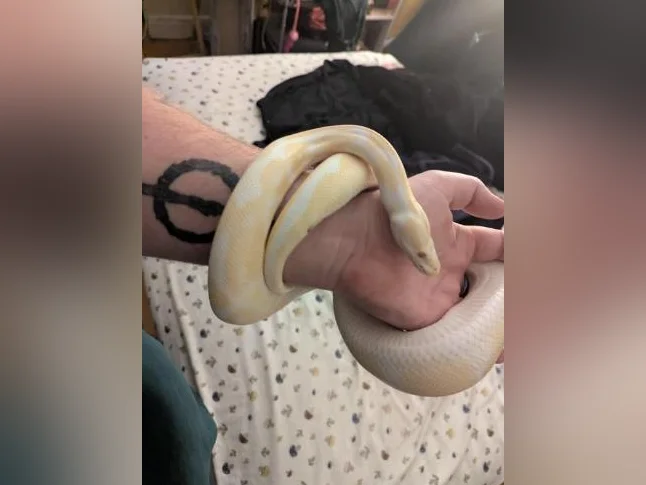 6yr old albino ball python thumbnail 2