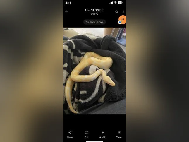 6yr old albino ball python thumbnail 3