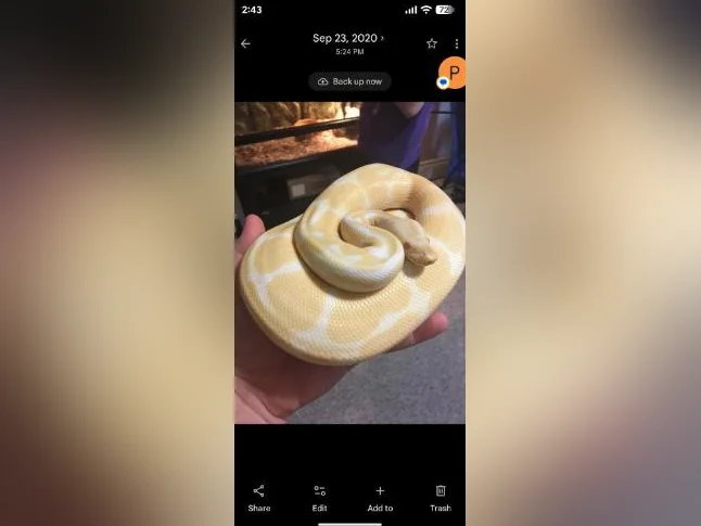 6yr old albino ball python thumbnail 4