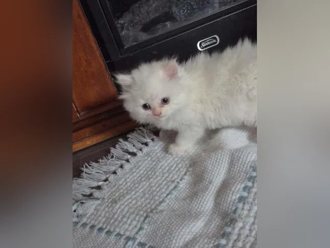 Bébé hymalayen mâle