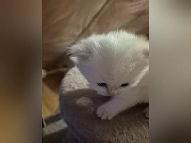 Bébé hymalayen mâle thumbnail 2