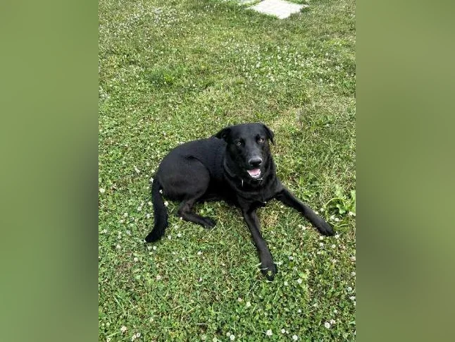 Lab Shepherd mix chien/ dog thumbnail 2