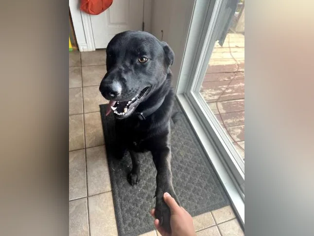 Lab Shepherd mix chien/ dog thumbnail 3
