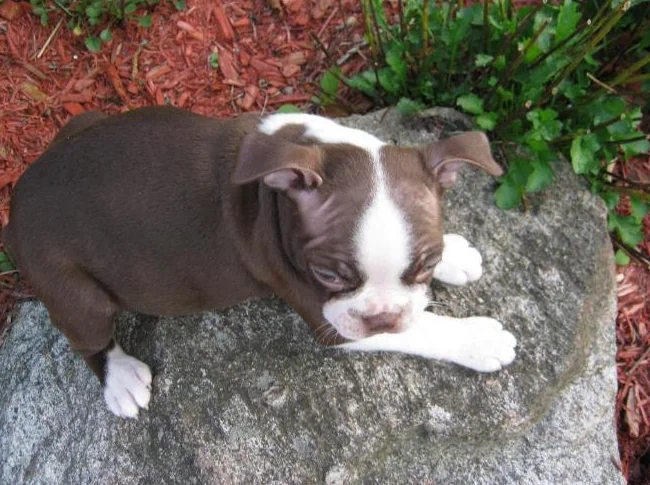 beaux chiots boston terrier thumbnail 8