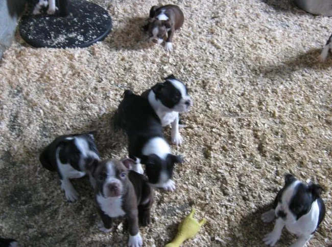 beaux chiots boston terrier thumbnail 3