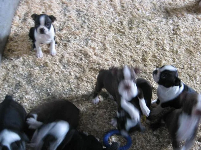 beaux chiots boston terrier thumbnail 2