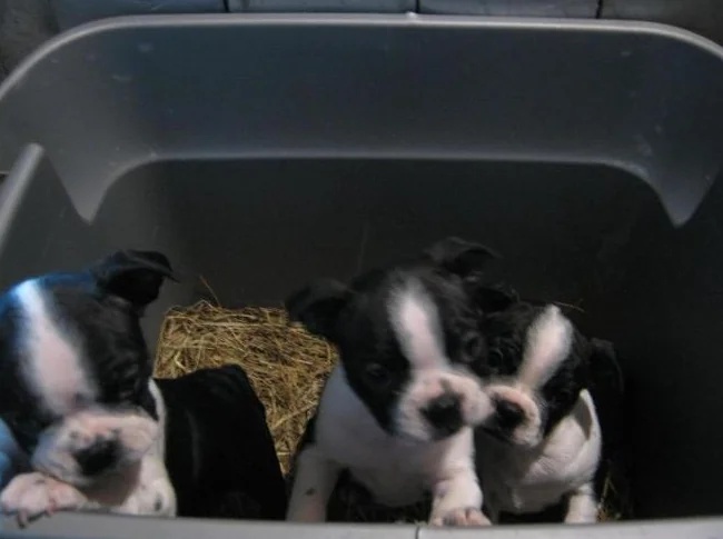 beaux chiots boston terrier thumbnail 6