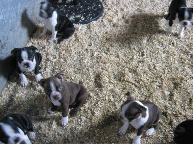 beaux chiots boston terrier thumbnail 4