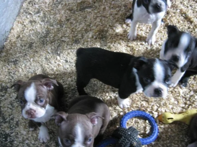 beaux chiots boston terrier