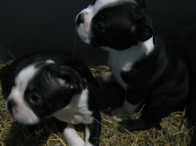 beaux chiots boston terrier thumbnail 9