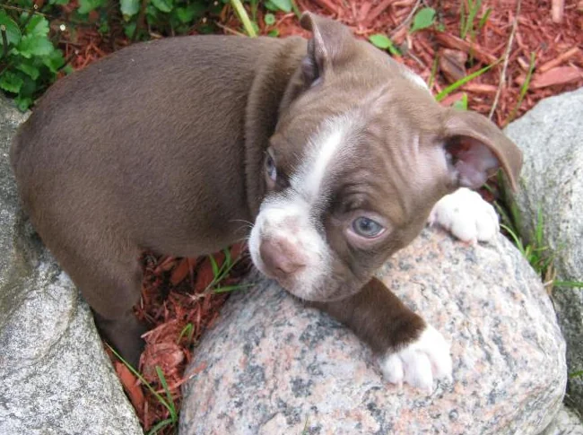 beaux chiots boston terrier thumbnail 10