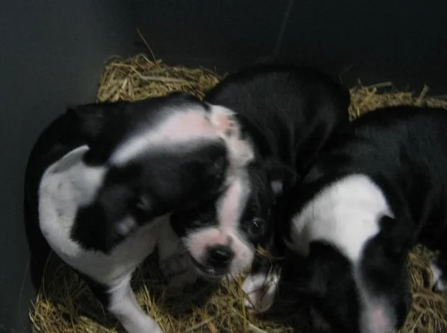 beaux chiots boston terrier thumbnail 7