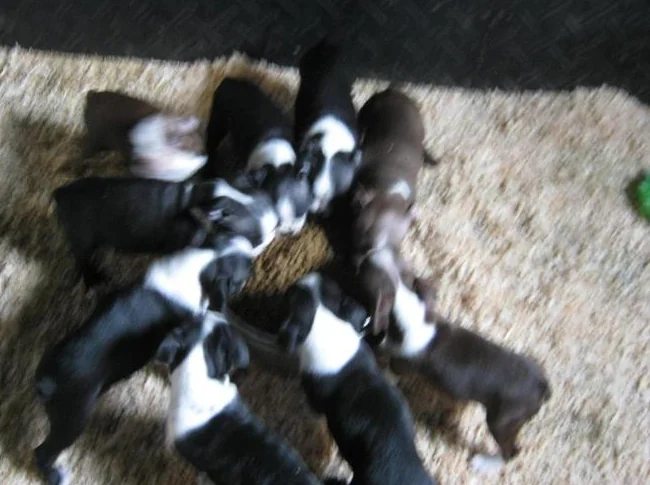 beaux chiots boston terrier thumbnail 5