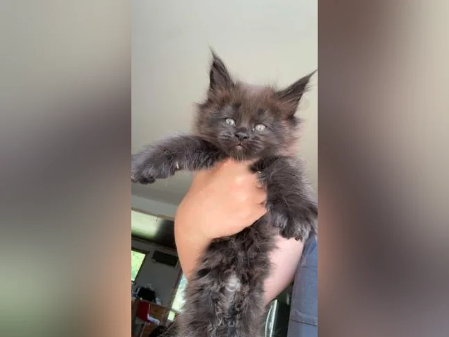 Maine coon thumbnail 5