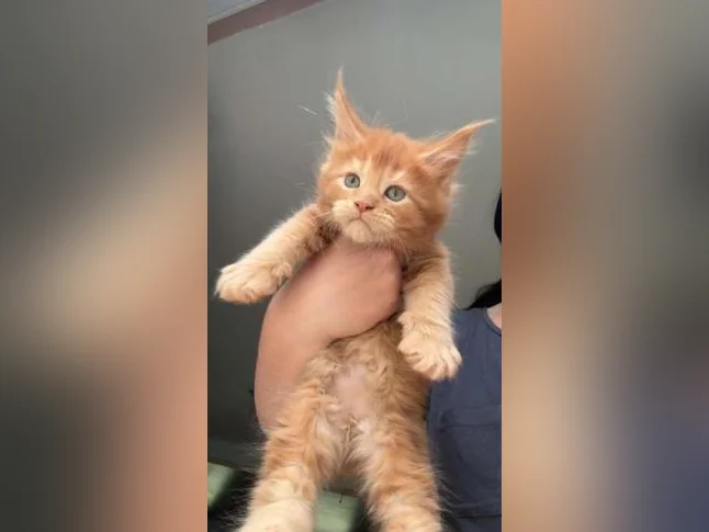 Maine coon