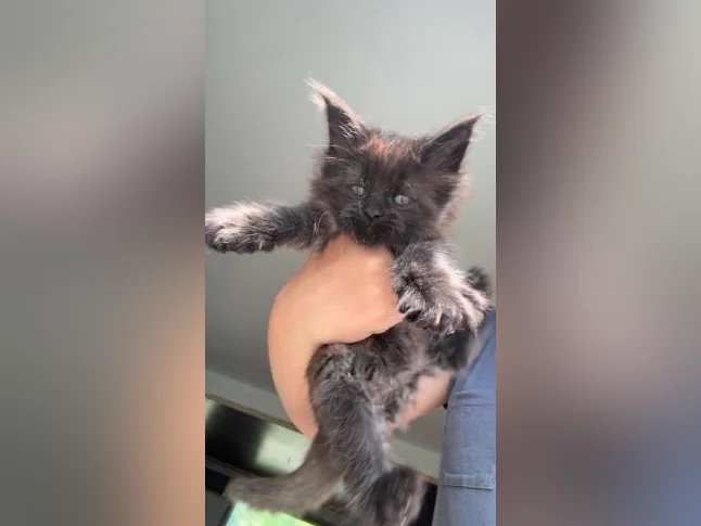 Maine coon thumbnail 3