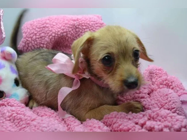 Chiot teckel croisé chihuahua FEMELLE