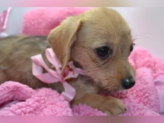 Chiot teckel croisé chihuahua FEMELLE thumbnail 2