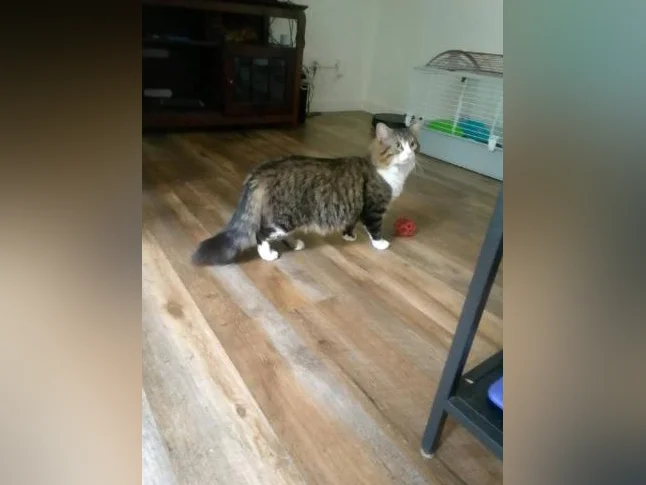 Recherche une famille pour ce chat thumbnail 2
