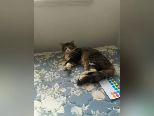 Recherche une famille pour ce chat thumbnail 4