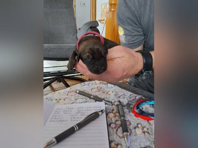 Doberman croisée thumbnail 6