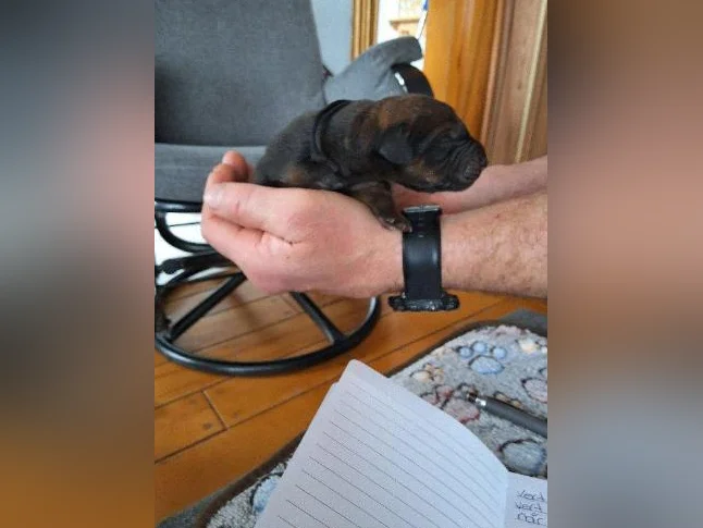 Doberman croisée thumbnail 3