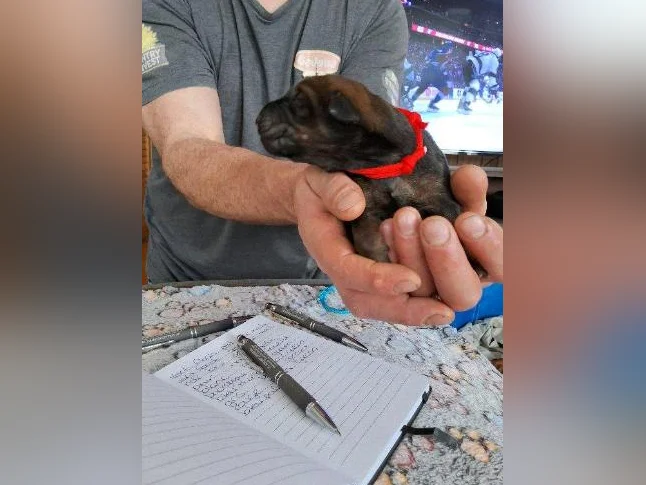 Doberman croisée thumbnail 9