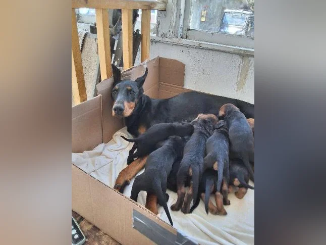 Doberman croisée