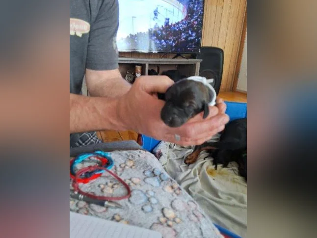 Doberman croisée thumbnail 5
