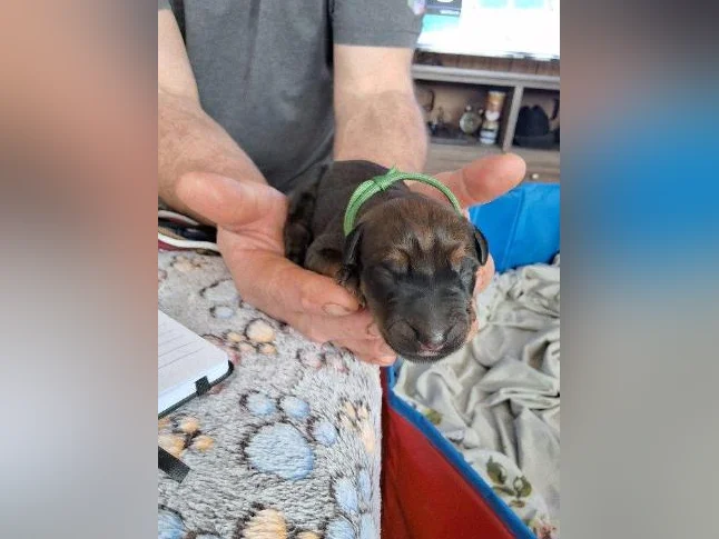 Doberman croisée thumbnail 2