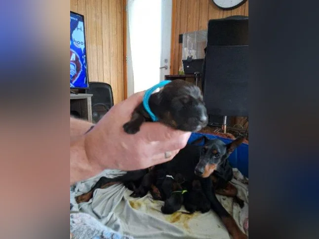 Doberman croisée thumbnail 10