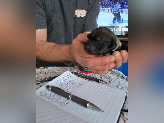 Doberman croisée thumbnail 8