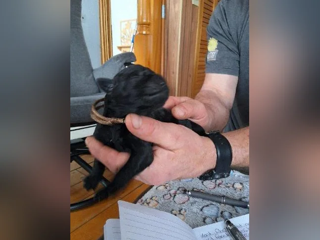 Doberman croisée thumbnail 4