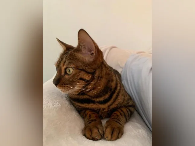Chat bengal adulte