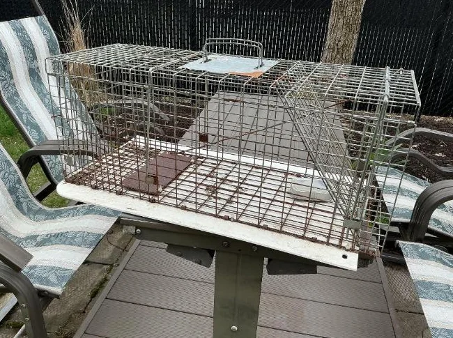 Cage pour attraper raton laveur ou mouffette