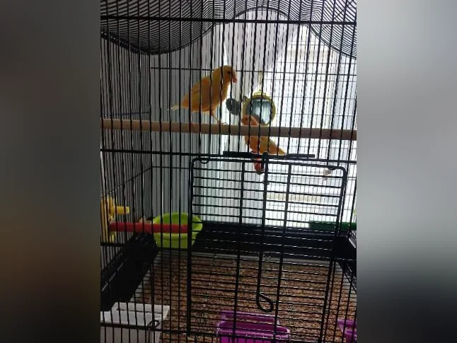 Canari Mozaique Femelle