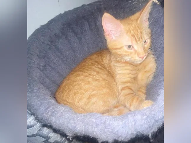 Chatons à vendre 150$ thumbnail 3