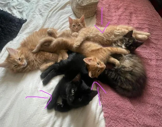 Chatons à vendre 150$