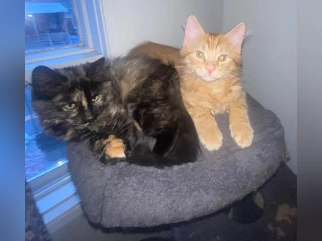 Chatons à vendre 150$ thumbnail 2