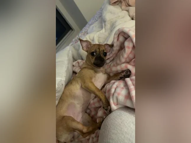 chihuahua mélanger terrier thumbnail 3