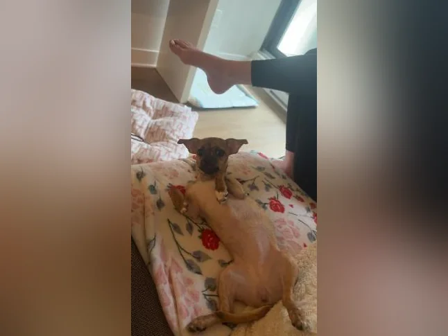 chihuahua mélanger terrier thumbnail 4