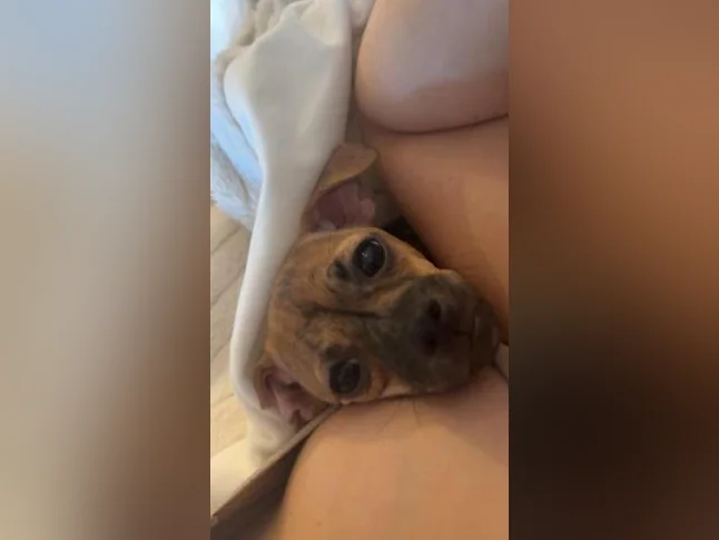 chihuahua mélanger terrier thumbnail 2