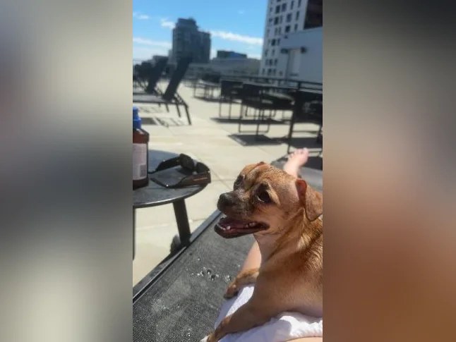 chihuahua mélanger terrier
